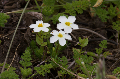 Image of Leptosiphon rosaceus by (c) Arvel Hernandez, some rights reserved (CC BY)