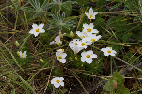 Image of Leptosiphon rosaceus by (c) Arvel Hernandez, some rights reserved (CC BY)
