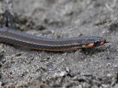 Tantilla melanocephala