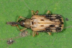 Sumitrosis inaequalis