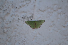 Nemoria lixaria
