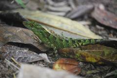 Anolis aequatorialis