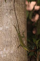 Anolis aequatorialis