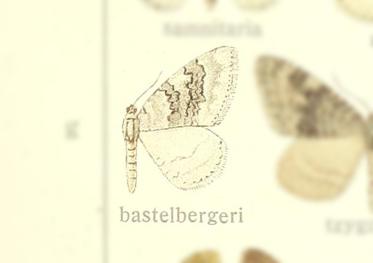 Entephria bastelbergeri
