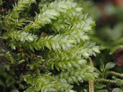 Alpine Silk-moss