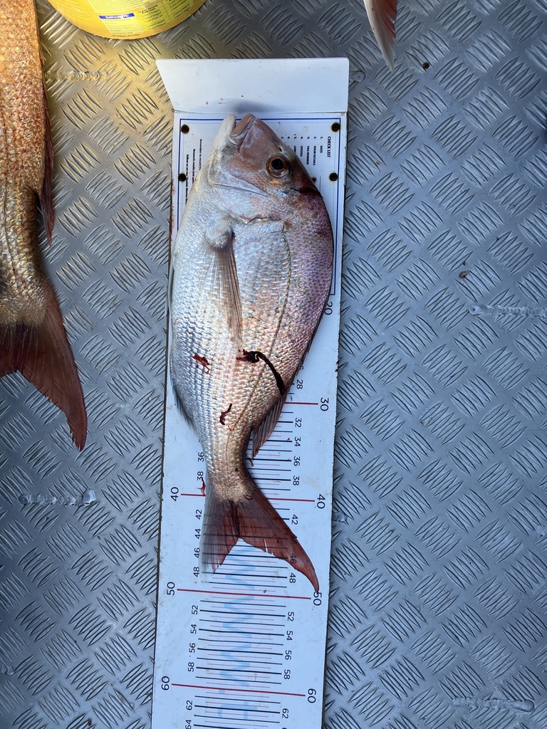 Australasian Snapper from Rauoterangi Channel, Wellington, NZ on May 13 ...