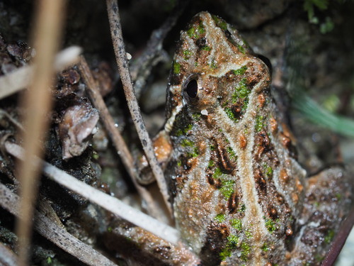 Southern Cricket Frog (Acris gryllus), a species recorded in Florida