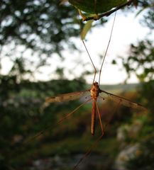 Tipula fulvipennis