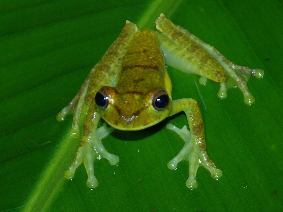 Palm Treefrog