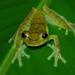 Palmar Tree Frog - Photo (c) David Weaver, some rights reserved (CC BY-NC), uploaded by David Weaver