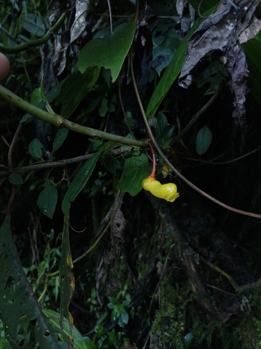 Glossoloma herthae