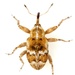 Brachyogmus ornatus - Photo 由 Mike Quinn, Austin, TX 所上傳的 (c) Mike Quinn, Austin, TX，保留部份權利CC BY-NC