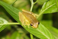 Dendropsophus carnifex