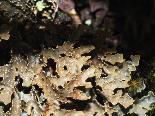 Pseudocyphellaria hawaiiensis observed 2023-05-06