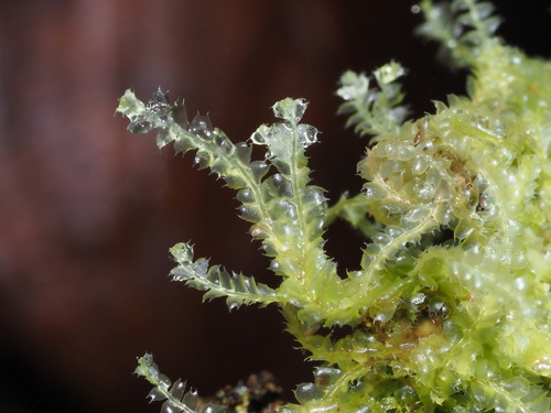 Lophocolea bicuspidata