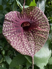 Aristolochia grandiflora image