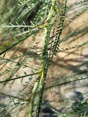 Parkinsonia aculeata