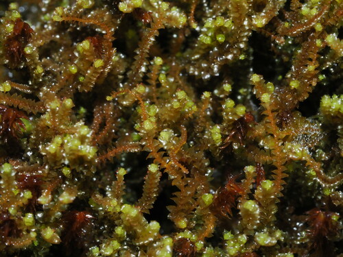 Anastrepta orcadensis observed 2023-05-06