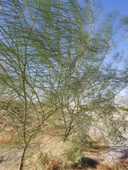 Parkinsonia aculeata