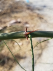 Parkinsonia aculeata
