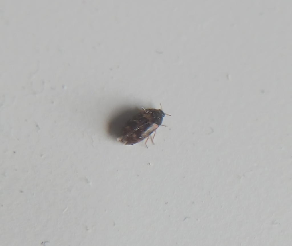 Carpet Beetles from Near Northside, Indianapolis, IN, États-Unis on May ...