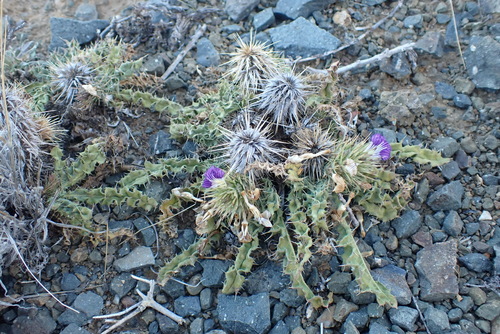 Image of Acanthopsis hoffmannseggiana by (c) Nicola van Berkel, some rights reserved (CC BY-SA)