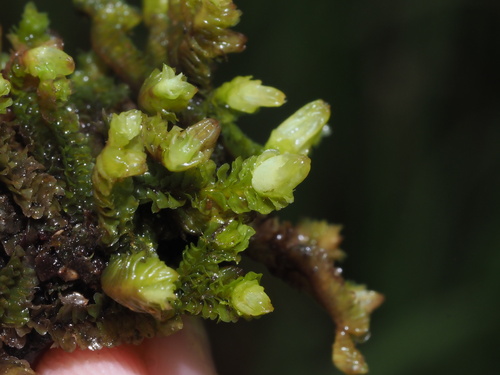 Cuspidatula robusta