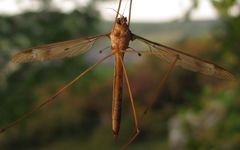 Tipula fulvipennis