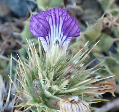 Image of Acanthopsis hoffmannseggiana by (c) Nicola van Berkel, some rights reserved (CC BY-SA)