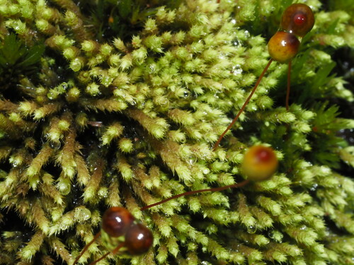 Philonotis sullivantii