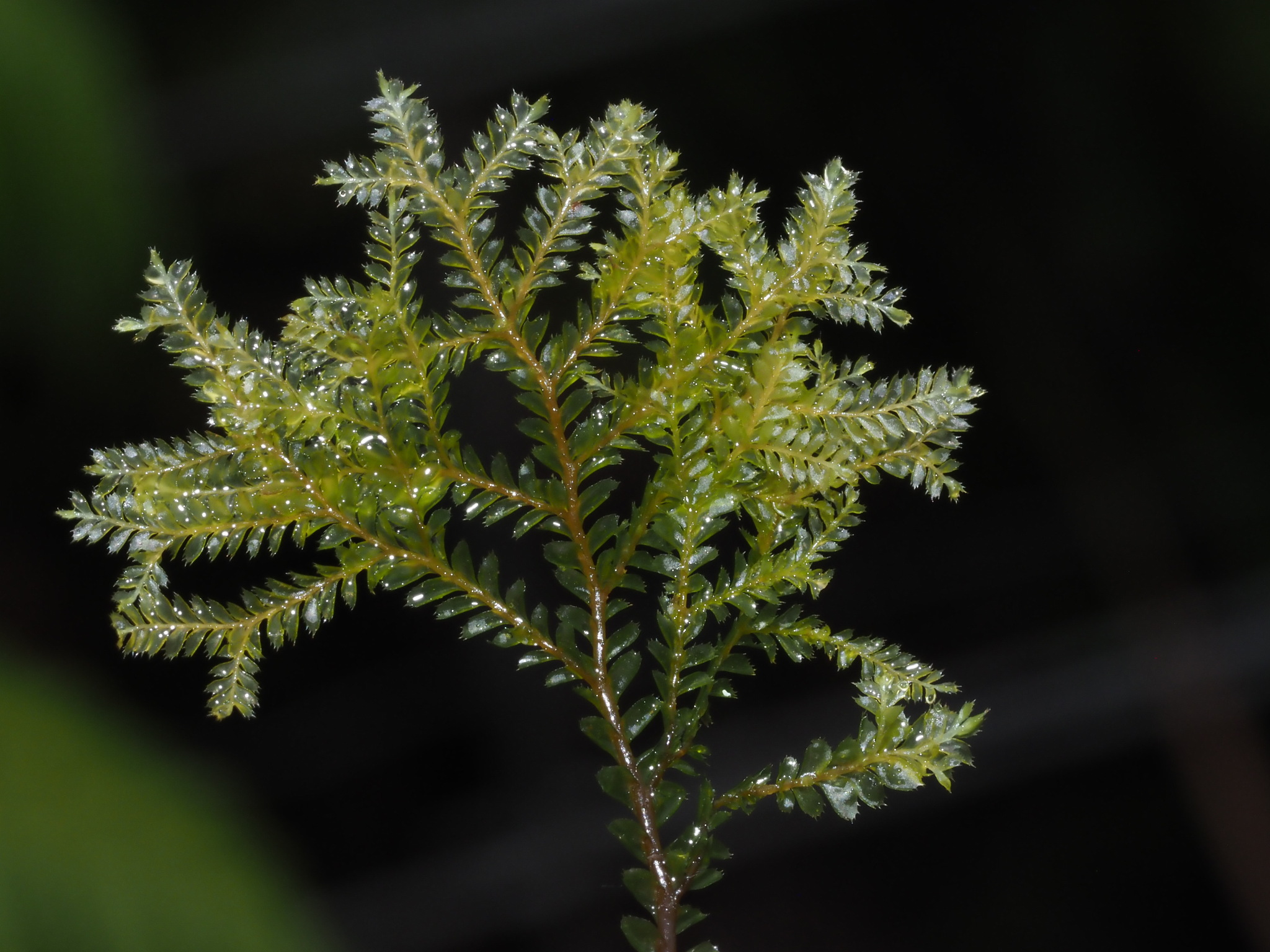 Plagiochila mauiensis