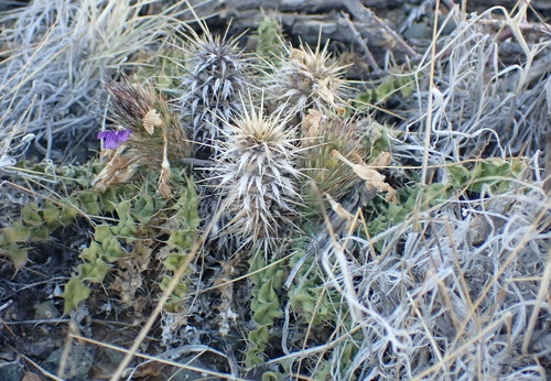 Image of Acanthopsis hoffmannseggiana by (c) Nicola van Berkel, some rights reserved (CC BY-SA)