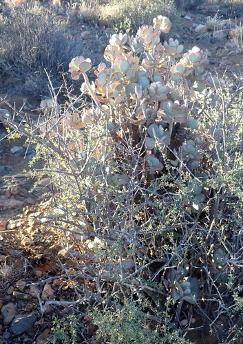 Crassula arborescens