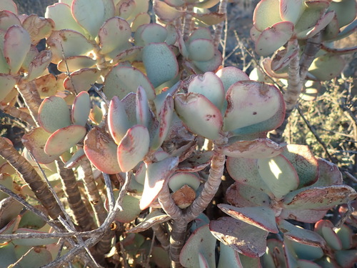 Crassula arborescens