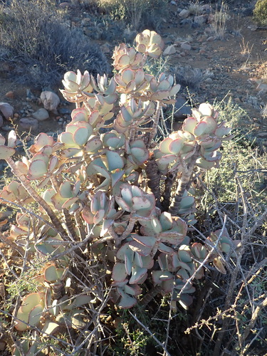 Crassula arborescens