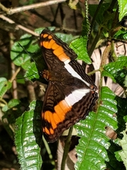 Adelpha thesprotia