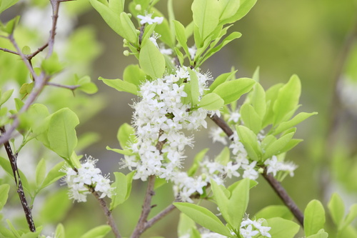 Erythroxylum areolatum