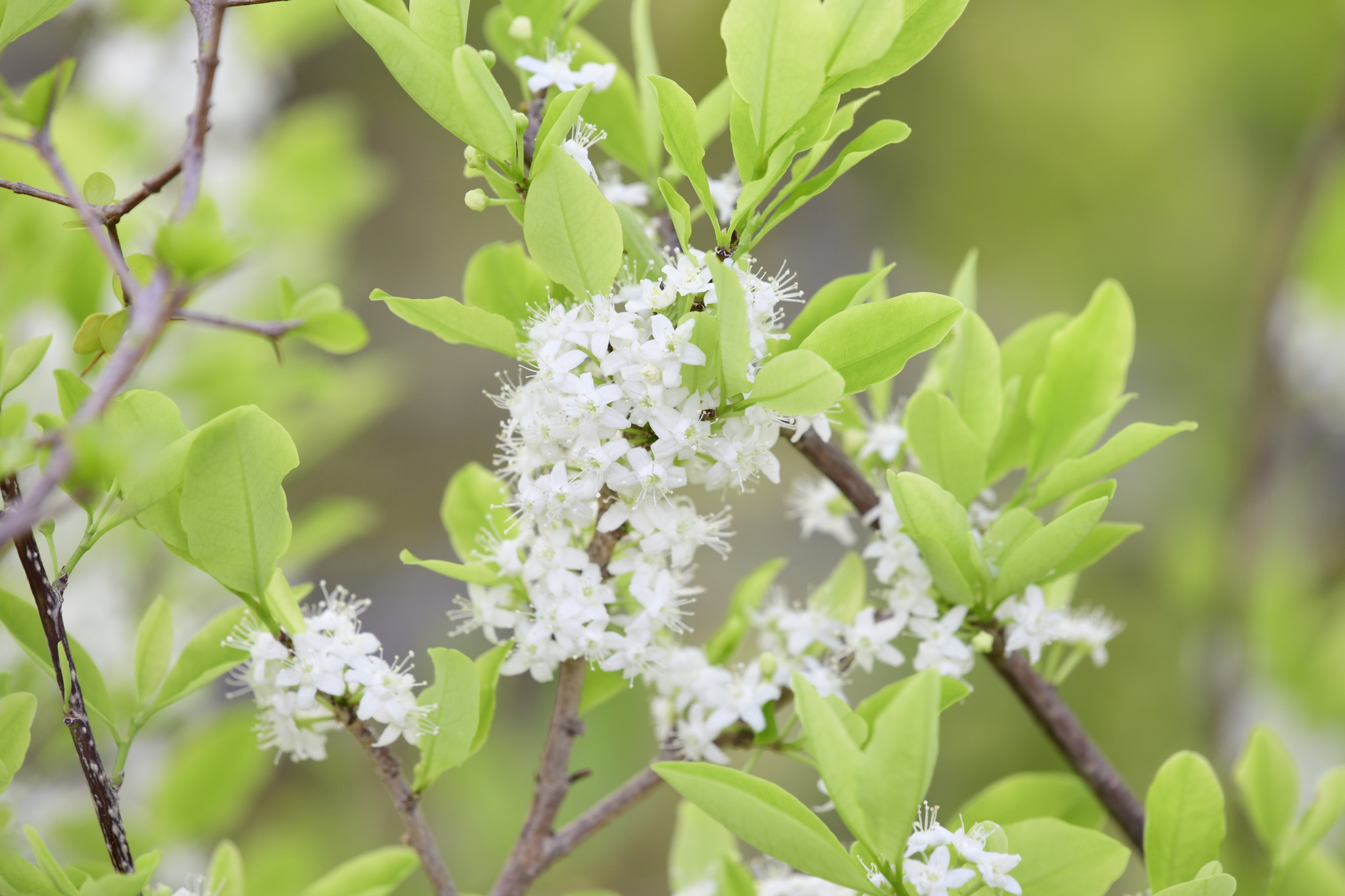 Erythroxylum areolatum