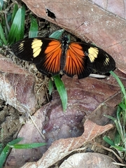Castilia perilla