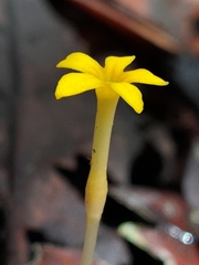Voyria