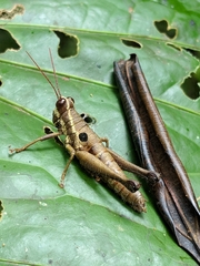 Ommatolampis perspicillata
