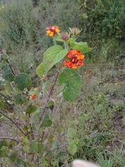 Lantana camara camara