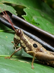 Ommatolampis perspicillata