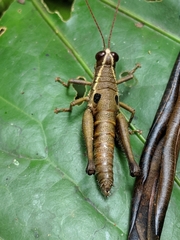 Ommatolampis perspicillata