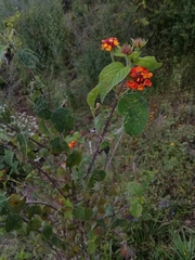 Lantana camara camara