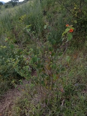 Lantana camara camara
