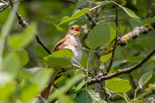 Ruiseñor común (Luscinia megarhynchos)
