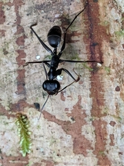 Gigantiops destructor