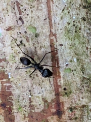 Gigantiops destructor