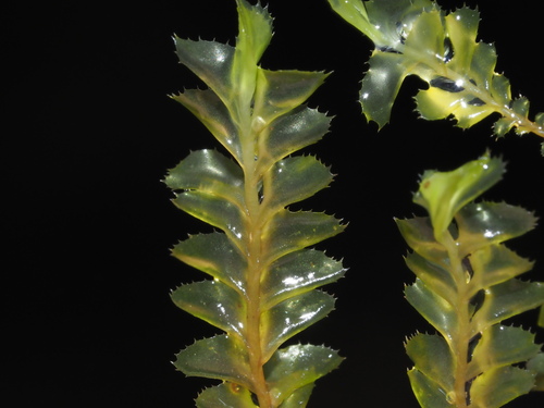 Plagiochila deflexa